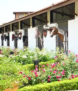 Horse Trot at Della